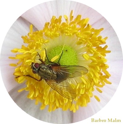 H�stanemon och fluga