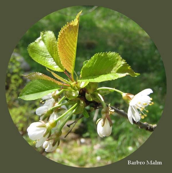 K�rsb�rsblommor