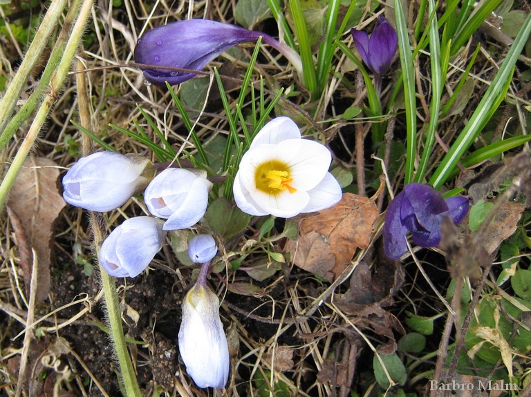 krokus