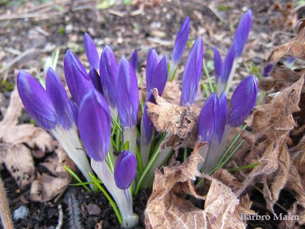 krokus