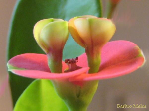 Kristi t�rnekrona (Euphorbia milii)