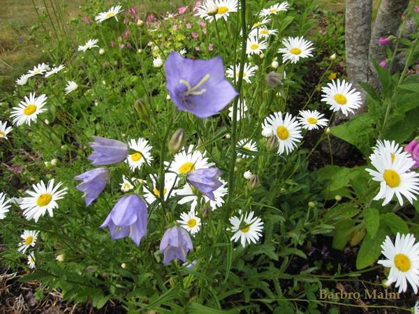 Sommarblommor