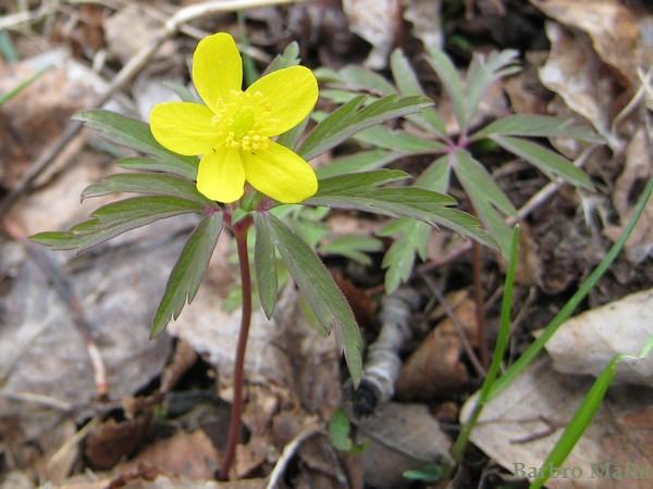 Gulsippa, Anemone ranunculoides