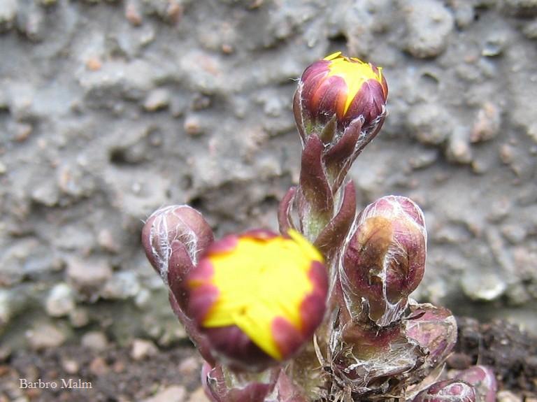 Tussilago farfara