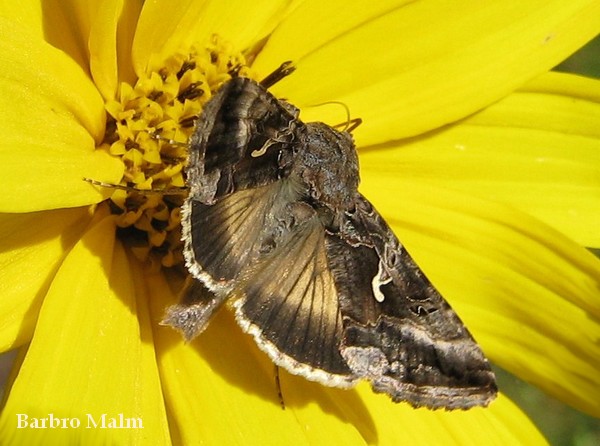 Gammafly