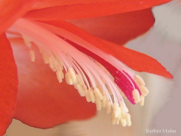 Detalj av blomma p� novemberkaktus