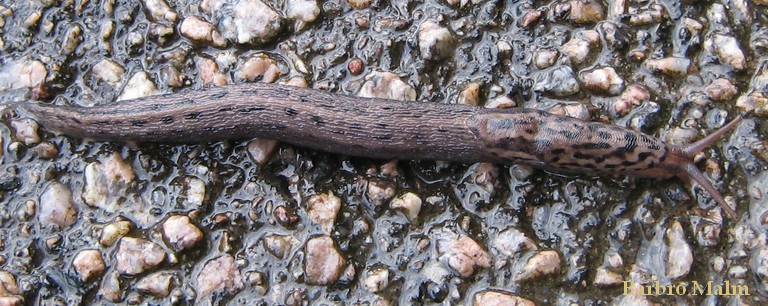 Pantersnigel, Limax maximus
