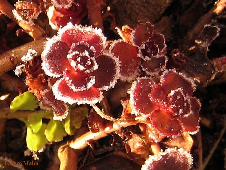 Frost