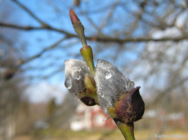 Morgondagg p� vide