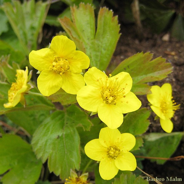 Waldsteinia ternata, Gullgr�na