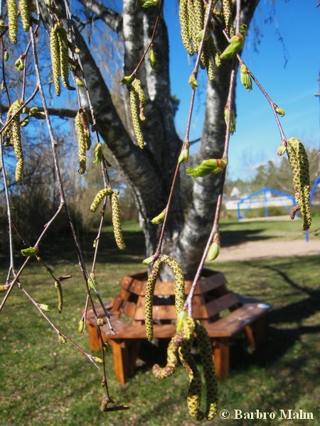 betula