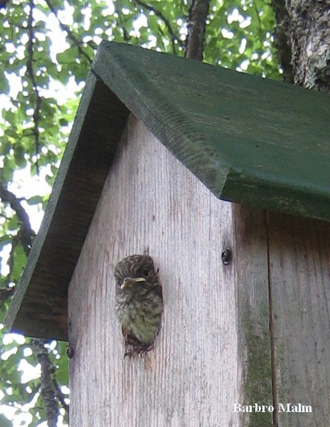 svartvit flugsnappare unge