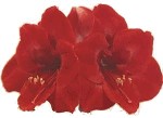 Amaryllis