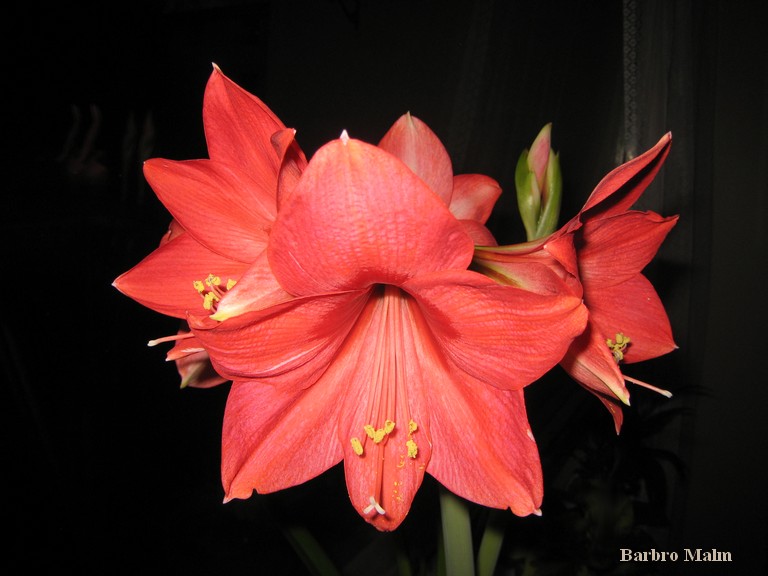 Amaryllis