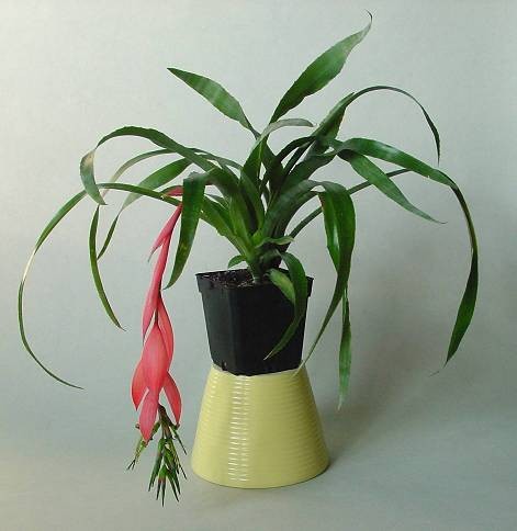Billbergia, pr�sthavre