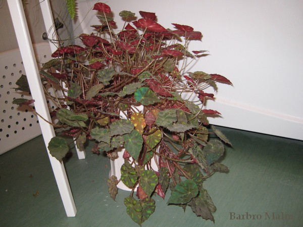bladbegonia