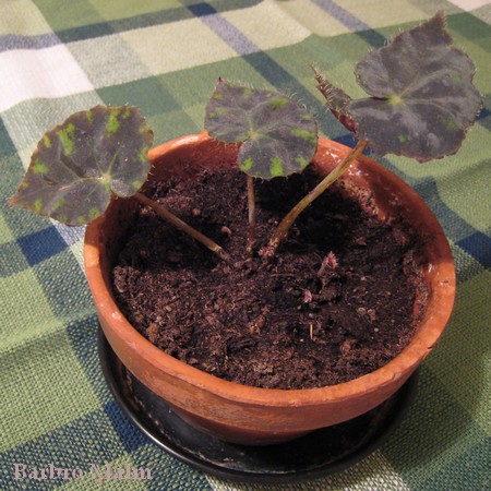 bladbegonia