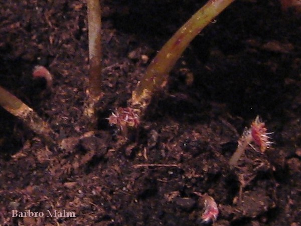 bladbegonia