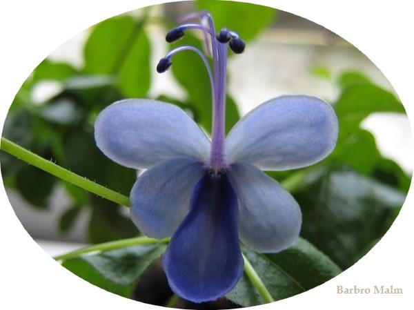 Clerodendrum ugandense, bl�vinge