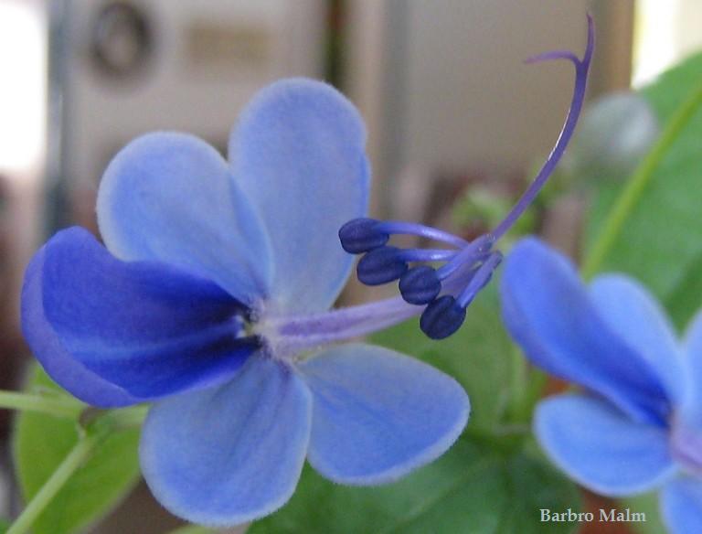 Clerodendrum ugandense, bl�vinge