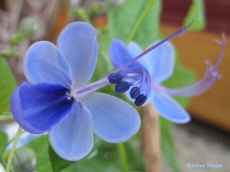 Clerodendrum ugandense, bl�vinge