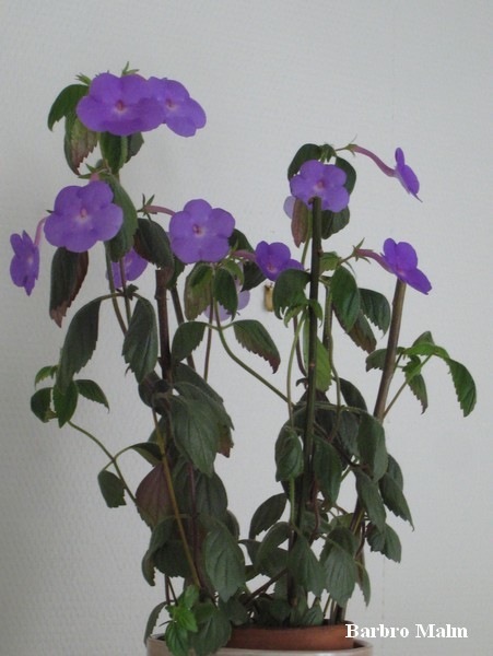 Fem�ring, �ven kallad ugglemor eller h�ttblomma