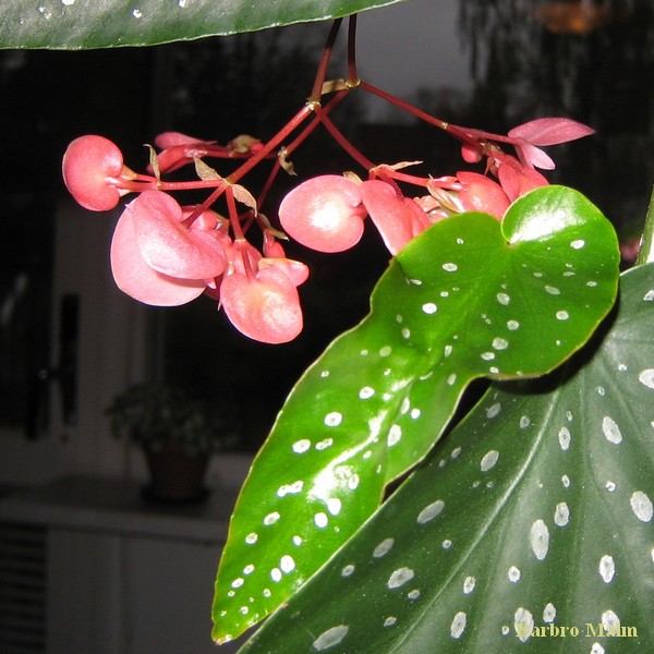 Fl�ckbegonia, Beg�nia cor�llina �ven kallad �nglavinge