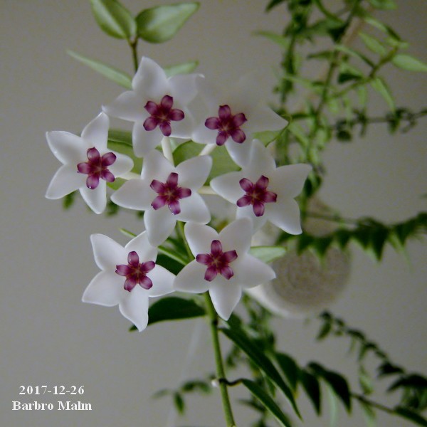 Hoya bella