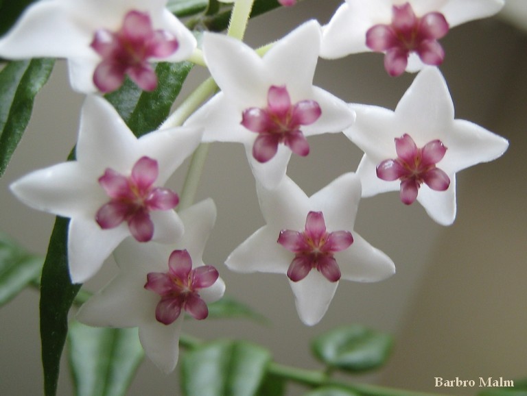 Hoya bella