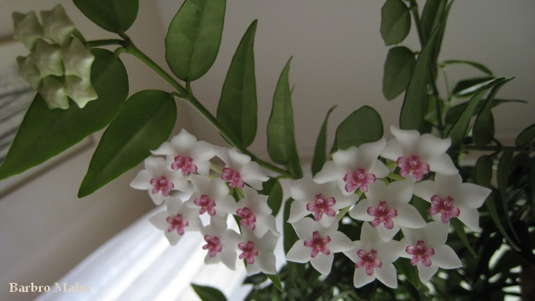 Hoya bella