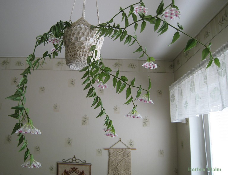 Hoya bella