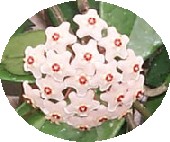 Hoya carnosa, porslinsblomma