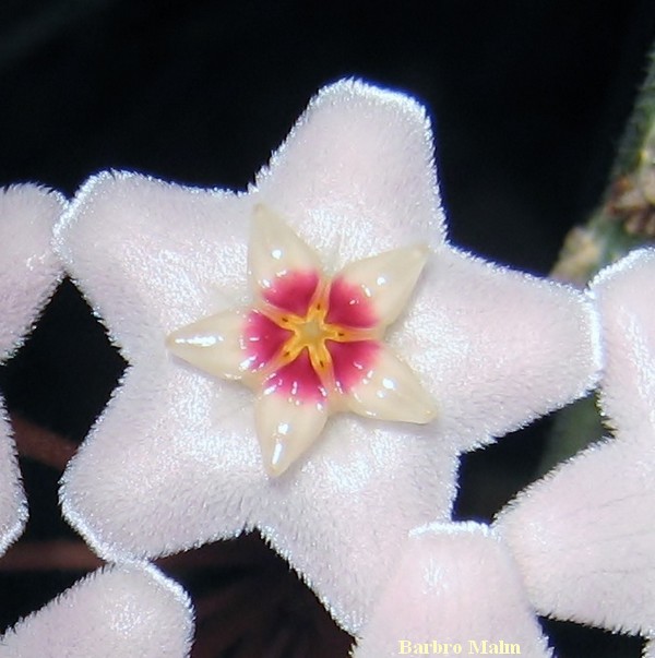 Hoya carnosa, porslinsblomma