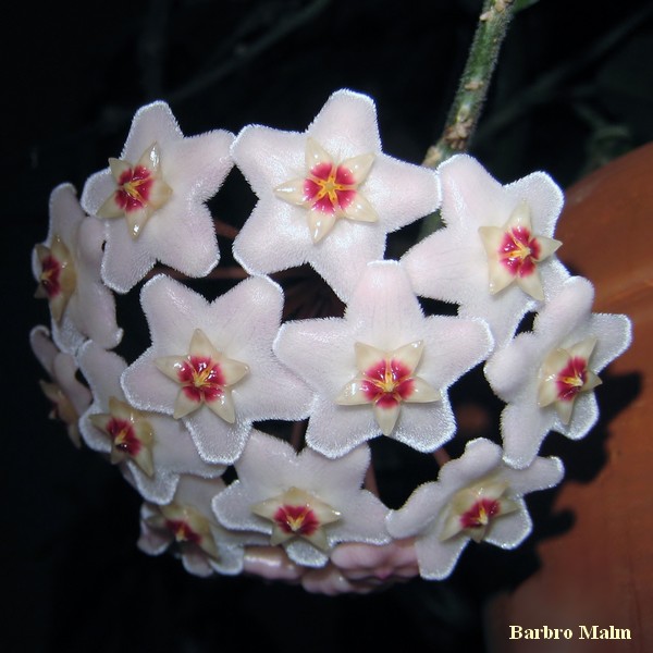 Hoya carnosa, porslinsblomma