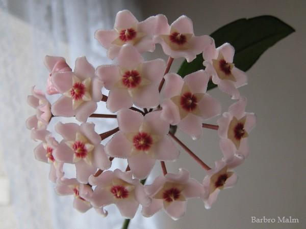 porslinsblomma, Hoya carnosa