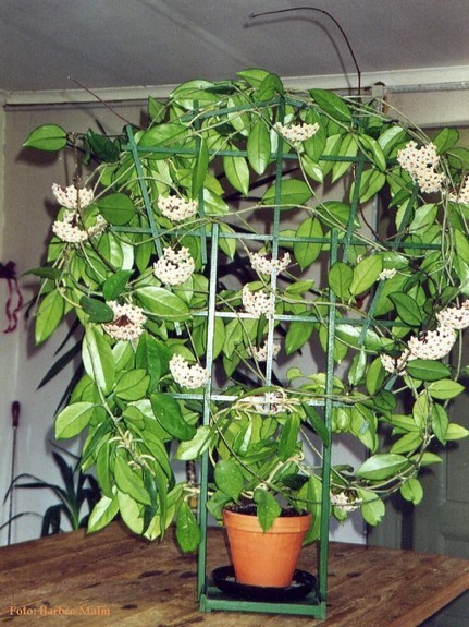 porslinsblomma, Hoya carnosa