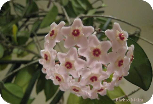 Porslinsblomma, Hoya carnosa