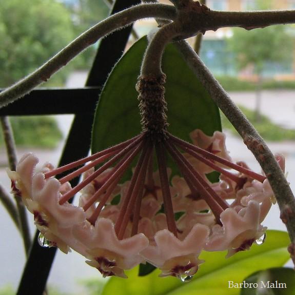 Hoya carnosa, porslinsblomma