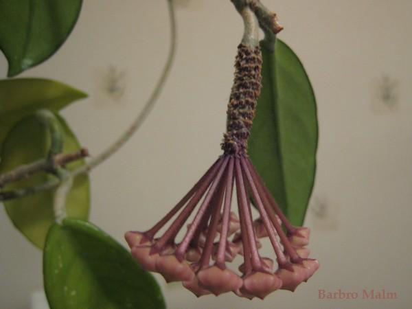 Knoppar p� porslinsblomma
