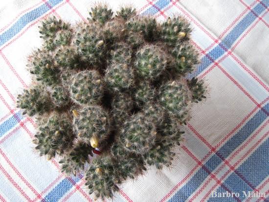Kaktus