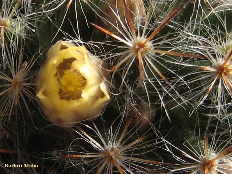 Kaktusblomma