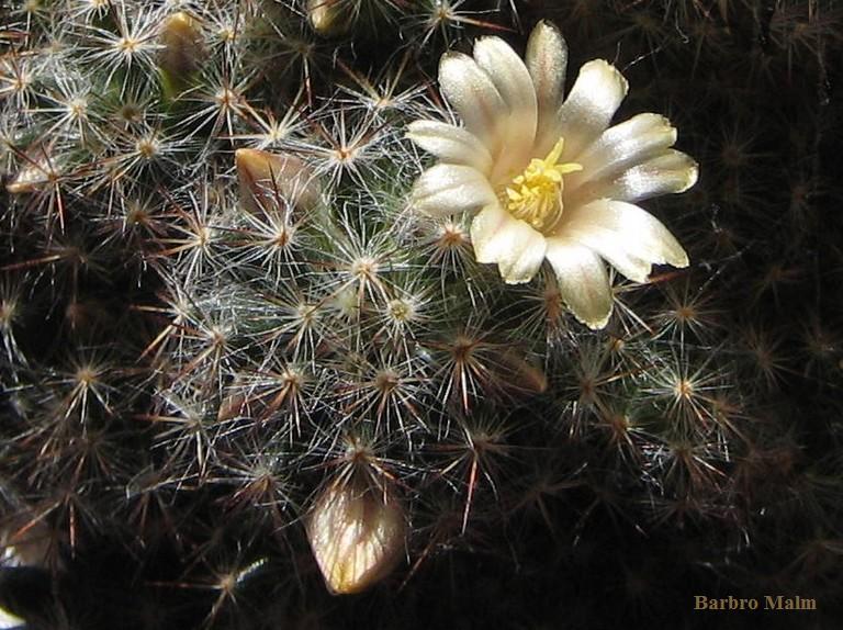Kaktusblomma