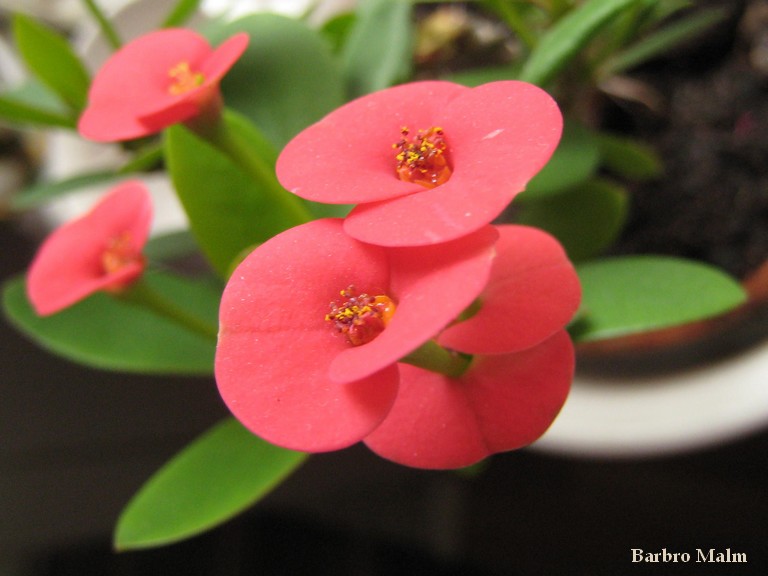 Kristi t�rnekrona (Euphorbia milii)