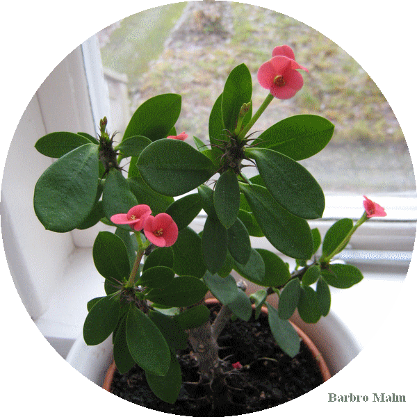 Kristi t�rnekrona (Euphorbia milii)