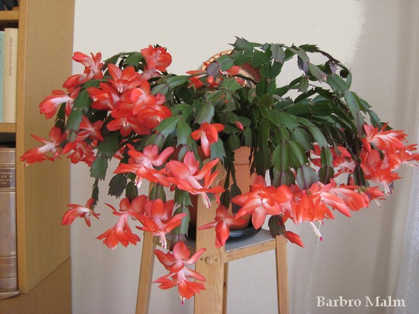 novemberkaktus, Schlumbergera truncata