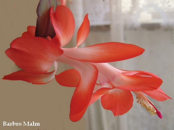 novemberkaktus, Schlumbergera truncata