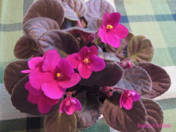 Saint Paulia