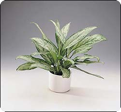 Silverkalla