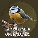 f�gelsida