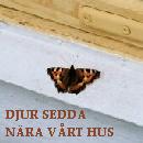 vilda grannar